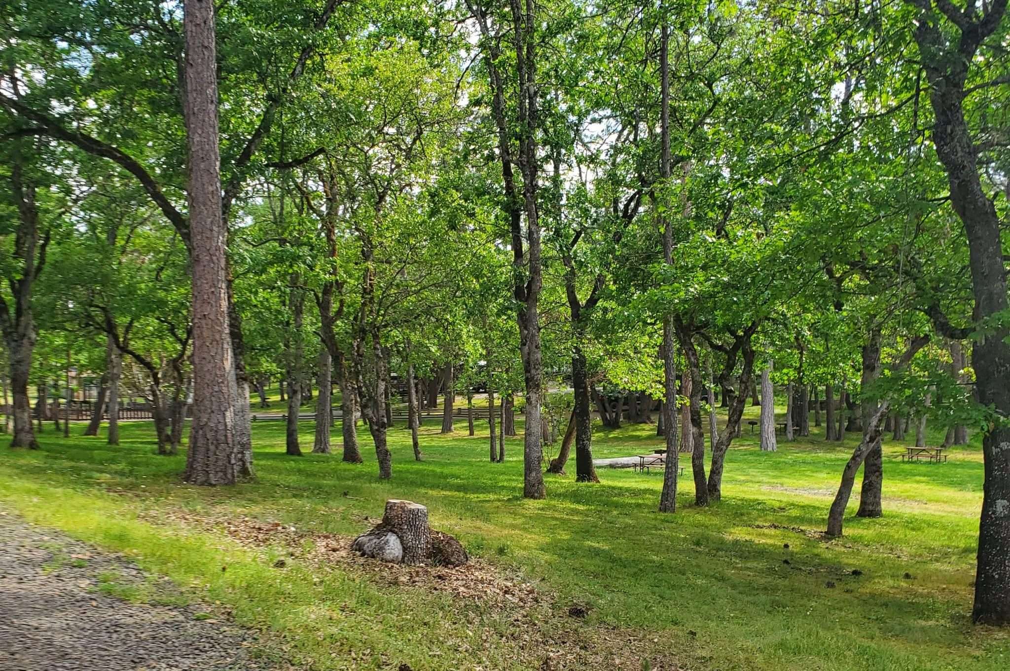 camping-tents